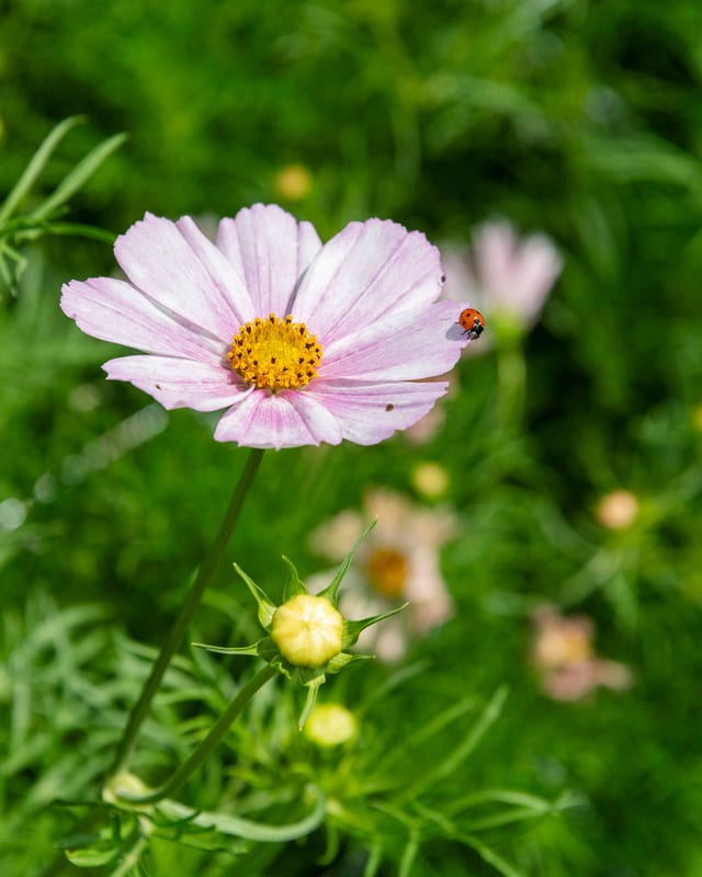 Homekind Studio flowers, image 2